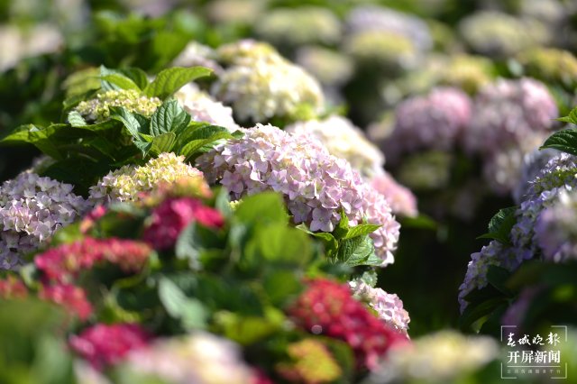昆明海埂公園旁超10畝繡球花海已盛開