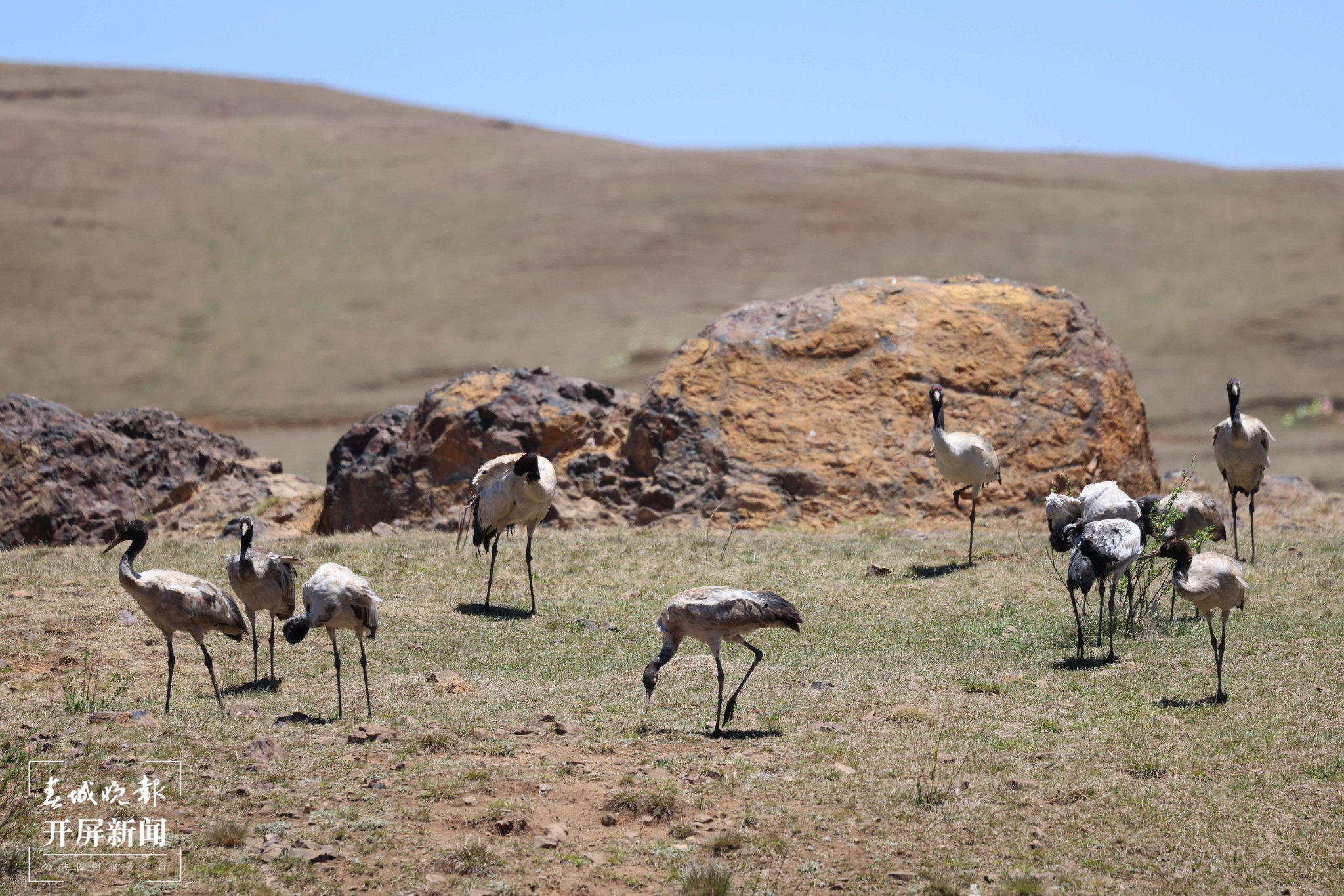 黑頸鶴都露在大山包保護區(qū)7 - 副本.JPG