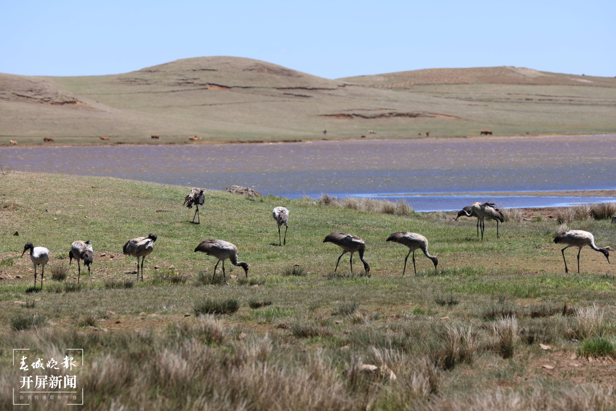 黑頸鶴逗留在大山包保護區(qū) (3) - 副本.JPG