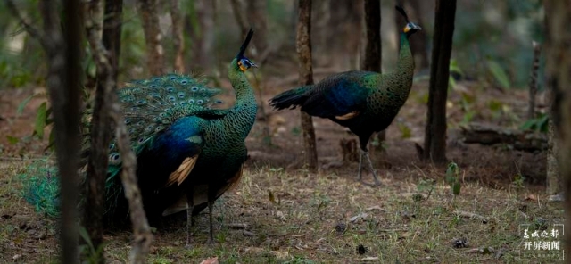 綠孔雀（春城晚報-開屏新聞記者 程權(quán) 攝）