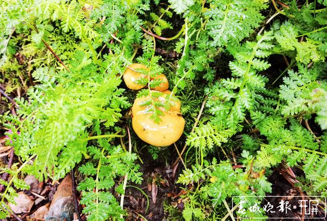 昆明周邊山上野生菌這么漂亮5.jpg