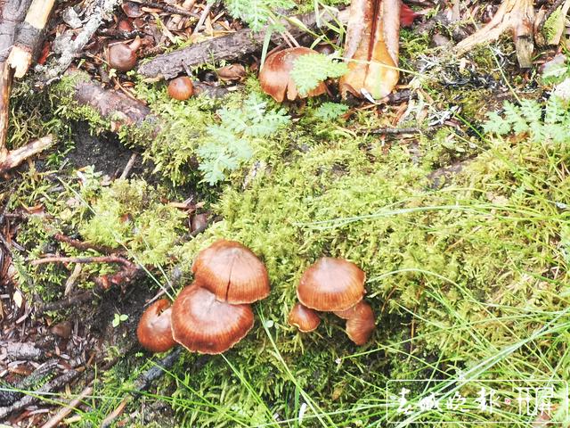 昆明周邊山上野生菌這么漂亮7.jpg