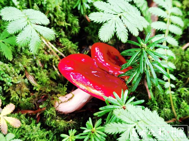 昆明周邊山上野生菌這么漂亮4.jpg