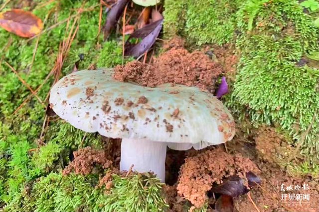 云吧 | 端午時節(jié)，來昌寧四角田品嘗鮮味十足的野生菌宴（開屏新聞記者 崔敏 通訊員 蘭萍 攝）