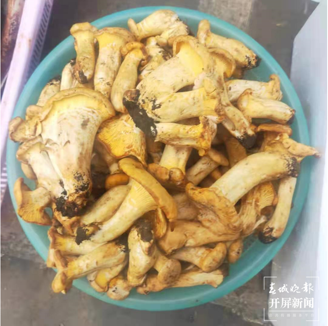 雞油菌來啦，昆明市場有賣！預(yù)計端午節(jié)前后野生菌將大量上市 春城晚報-開屏新聞記者 楊質(zhì)高 攝影報道