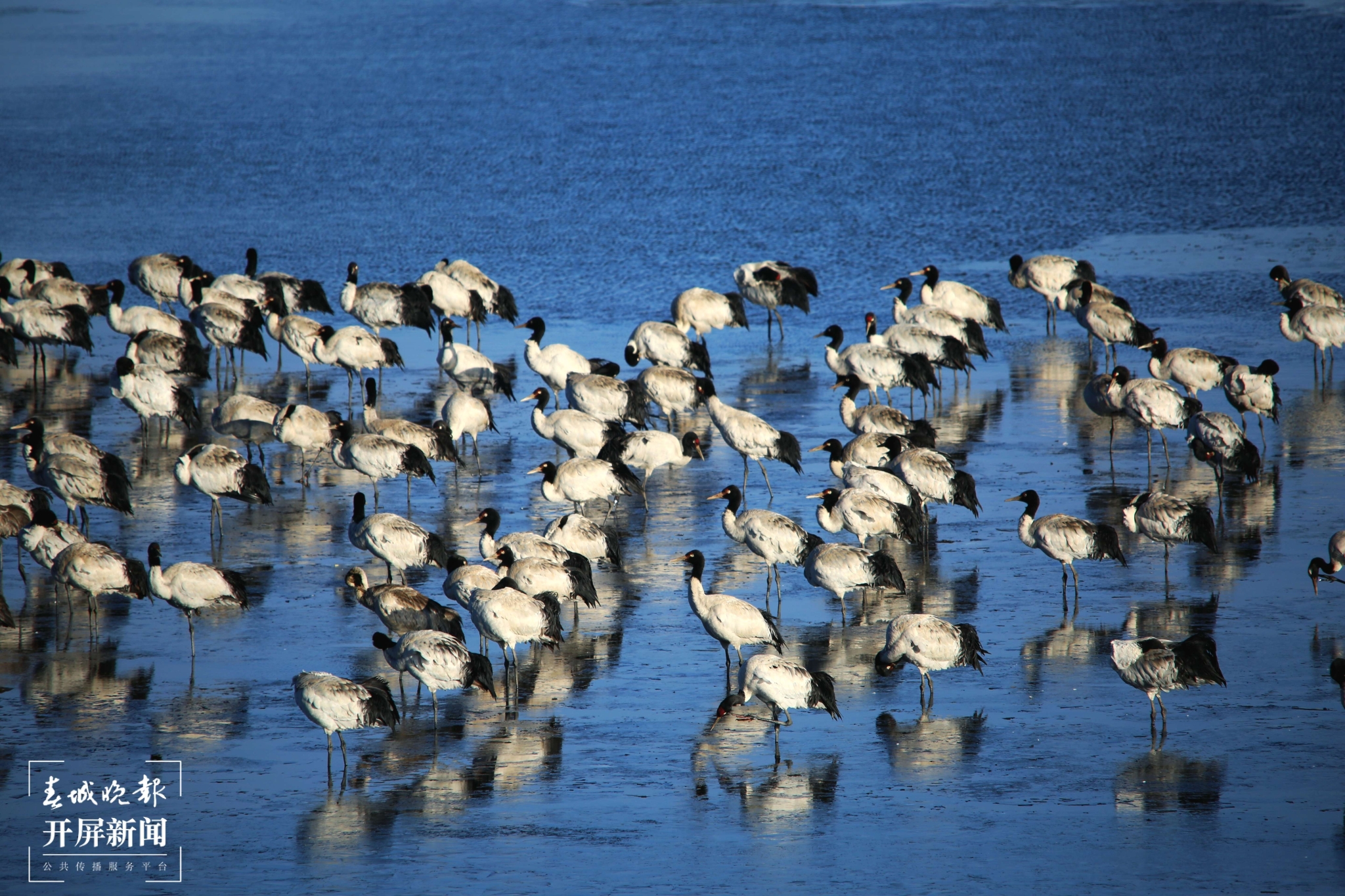 1-大山包黑頸鶴（吳太平 攝）.jpg