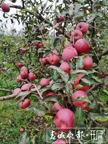 云南昭通“丑蘋果”1_副本.jpg