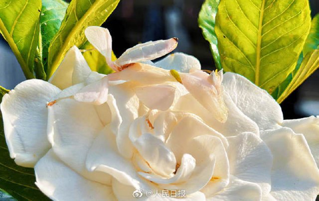 有一種叫云南的生活｜呀！云南又被cua惹~