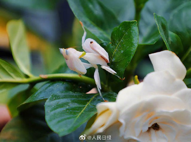 有一種叫云南的生活｜呀！云南又被cua惹~