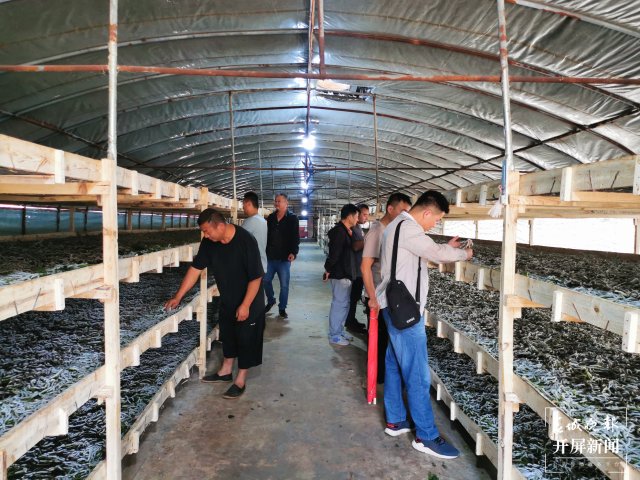 （昆滇傳內(nèi)容）桑園病蟲害讓人揪心！這個全國“一村一品”示范村這樣“救桑”→ (2).jpg