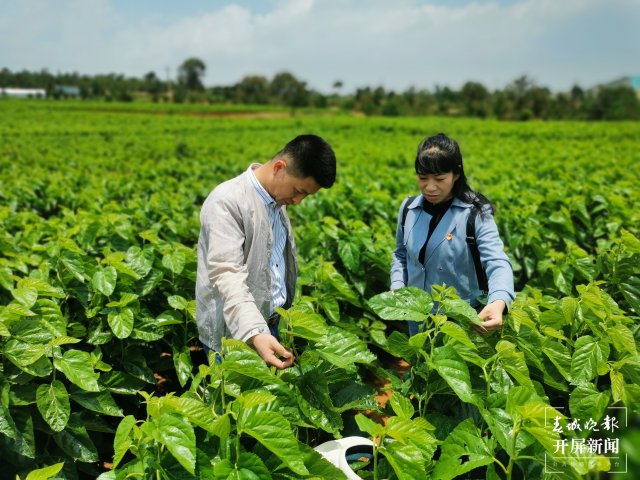 （昆滇傳內(nèi)容）桑園病蟲害讓人揪心！這個全國“一村一品”示范村這樣“救桑”→ (3).jpg
