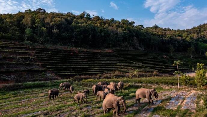 “短鼻家族”和“然然家族”的野象在西雙版納州景洪市大渡崗鄉(xiāng)大荒壩村覓食。