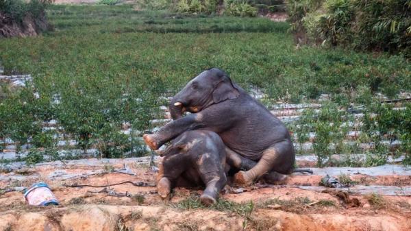 兩頭小象在景洪市大渡崗鄉(xiāng)大荒壩村玩耍。