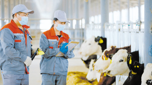 鵬欣肉牛。 資料圖