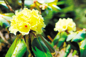 圖為轎子山乳黃杜鵑已進(jìn)入盛花期。祿勸縣融媒體中心供圖