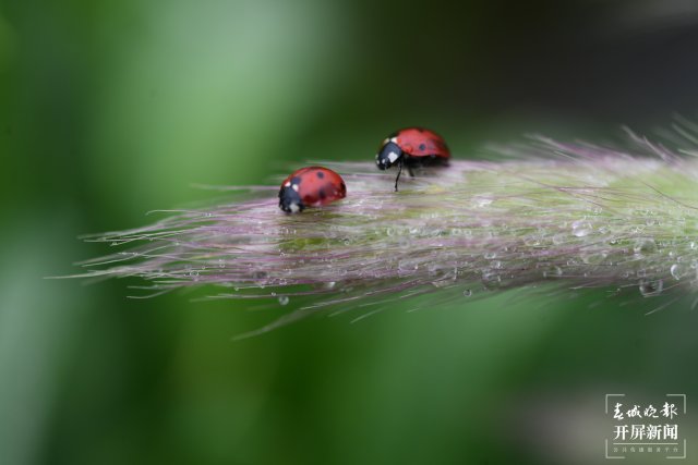 璀璨如花！云南羅平巖溶大地上的生物多樣性之美