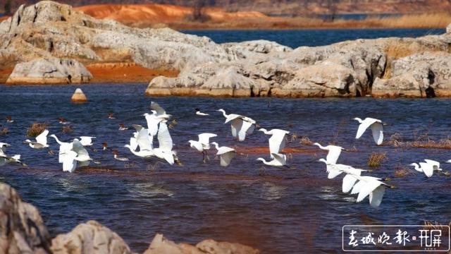云南沾益海峰濕地萬余只候鳥來?xiàng)珇 蔣瓊波 攝
