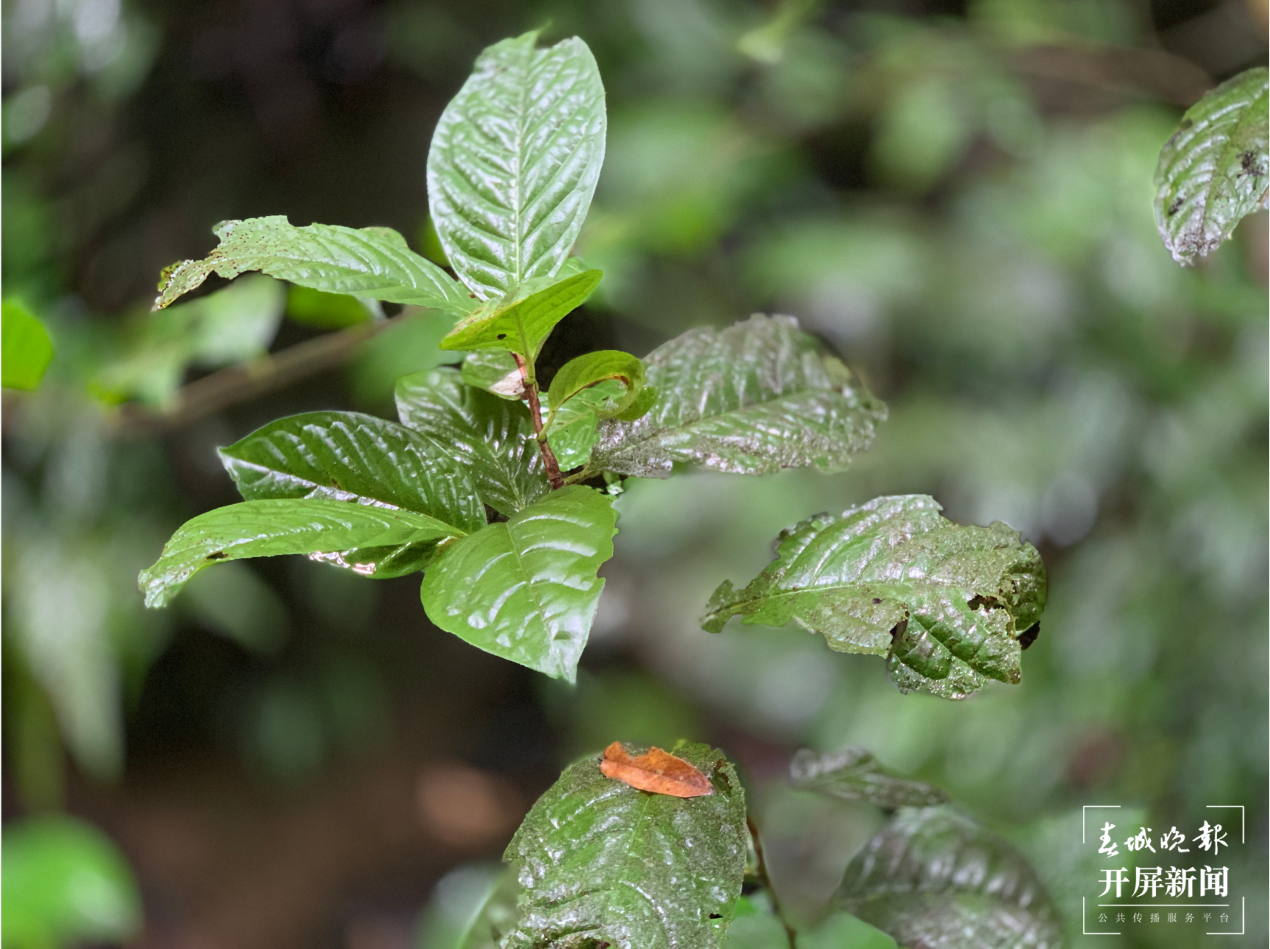 【世界世外桃源】認(rèn)定我國擁有熱帶雨林，就靠云南這種樹！