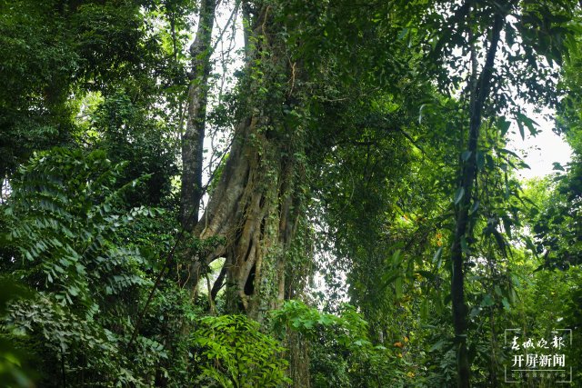 穿越雨林4小時(shí) 沉浸式感受生物多樣性5.jpg