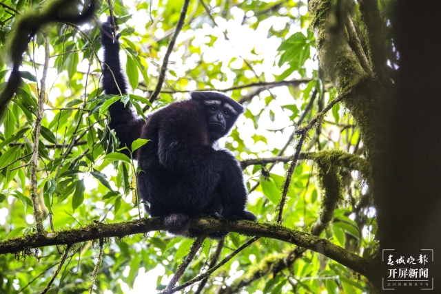 高黎貢白眉長(zhǎng)臂猿（高黎貢山國(guó)家級(jí)自然保護(hù)(11650999)-20211004205935.jpg