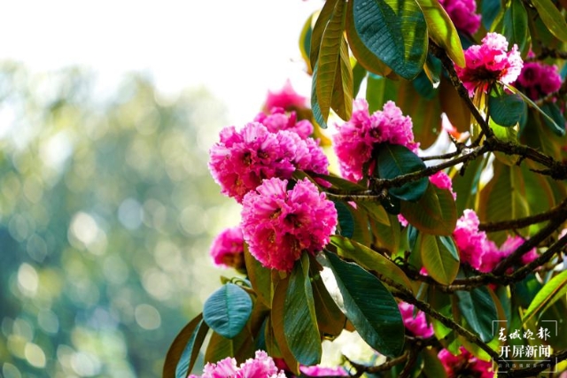 高黎貢山大樹杜鵑（春城晚報(bào)-開屏新聞特約記者 劉正凡 龔祖金 畢爭(zhēng) 黃湘源 陳映照 攝）