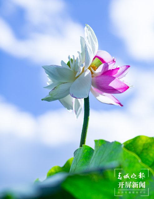 普者黑濕地（開屏新聞?dòng)浾?羅宗偉 攝）