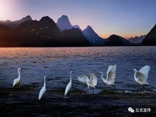 丘北縣普者黑國(guó)家濕地公園繁衍生息的白鸛