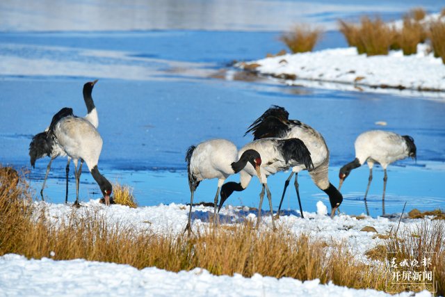 大山包黑頸鶴（開屏新聞資料圖）