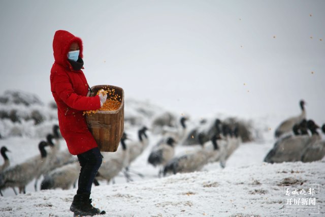 大山包黑頸鶴（開屏新聞資料圖）