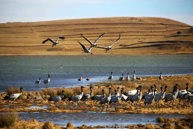 大山包黑頸鶴（開屏新聞資料圖）