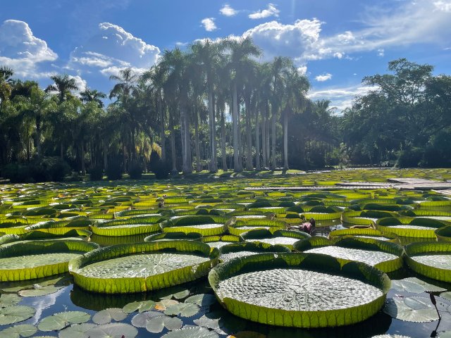 西雙版納植物園推出清明踏青特惠活動(dòng) 開屏新聞?dòng)浾?張?zhí)镱?通訊員 張嬌嬌 文 中科院西雙版納熱帶植物園、勐臘縣融媒體中心供圖