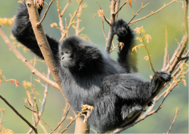 云南省玉溪市新平縣境內(nèi)哀牢山上拍攝到的西黑冠長(zhǎng)臂猿 圖源：新華每日電訊