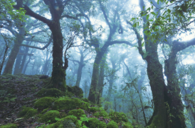 云南省玉溪市新平縣境內(nèi)哀牢山里的森林 圖源：新華每日電訊