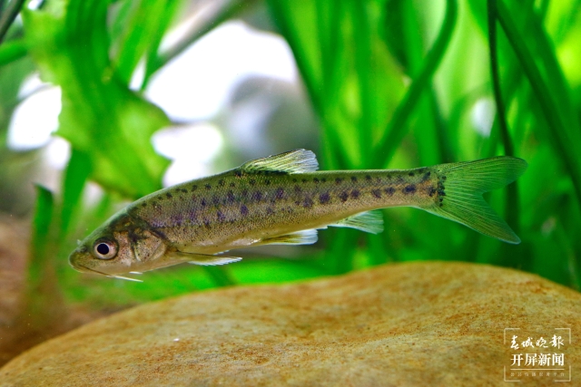 滇池金線鲃已形成穩(wěn)定種群！滇池流域首次生物多樣性調(diào)查成果發(fā)布（春城晚報(bào)-開屏新聞?dòng)浾?楊質(zhì)高 實(shí)習(xí)生 毛麗丹通訊員 張卓亞 杜凡 韓奔 攝影）