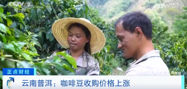 搶手貨！價(jià)格創(chuàng)新高，還供不應(yīng)求！還在樹(shù)上就被搶訂一空！怎么這么火？