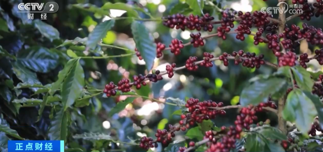 搶手貨！價(jià)格創(chuàng)新高，還供不應(yīng)求！還在樹(shù)上就被搶訂一空！怎么這么火？