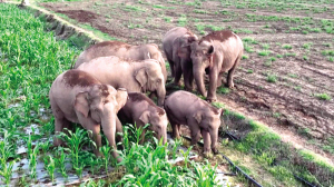 云南普洱，野生亞洲象群走過田地