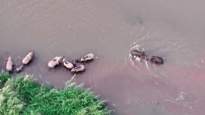 野生亞洲象在水中嬉戲 本版圖片CFP 圖（均為視頻截圖，具體拍攝時間不詳）