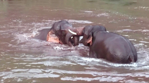 野生亞洲象在水中嬉戲 本版圖片CFP 圖（均為視頻截圖，具體拍攝時間不詳）.
