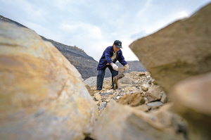 張世山用報紙包裹在昆陽磷礦礦坑內(nèi)找到的一塊化石（5月10日攝）