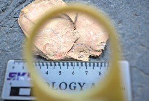 這是在張世山收藏化石的標(biāo)本館內(nèi)拍攝的一塊三葉蟲化石（5月10日攝）