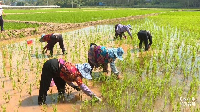 不負(fù)春光好 ，西雙版納景洪春耕正當(dāng)時(shí)