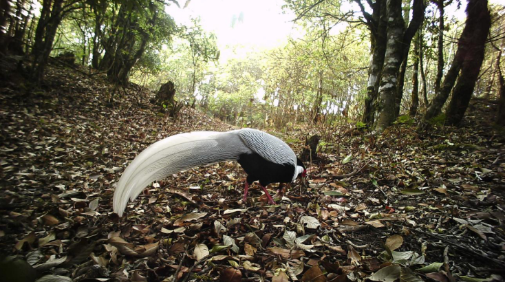 生態(tài)云南｜臨滄瀾滄江省級自然保護(hù)區(qū)鳳慶片區(qū)野生動(dòng)物頻出