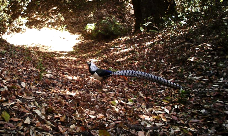 生態(tài)云南｜臨滄瀾滄江省級自然保護(hù)區(qū)鳳慶片區(qū)野生動(dòng)物頻出