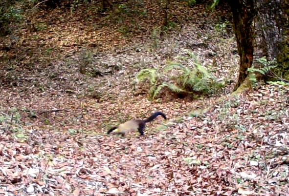 生態(tài)云南｜臨滄瀾滄江省級自然保護(hù)區(qū)鳳慶片區(qū)野生動(dòng)物頻出