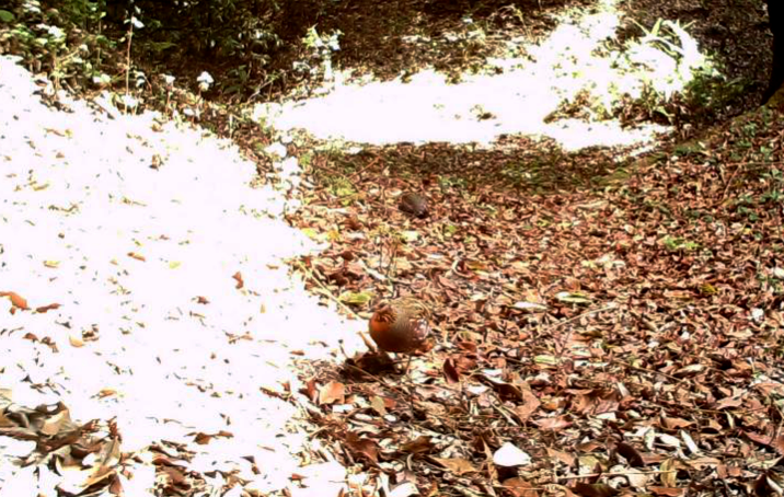 生態(tài)云南｜臨滄瀾滄江省級自然保護(hù)區(qū)鳳慶片區(qū)野生動(dòng)物頻出