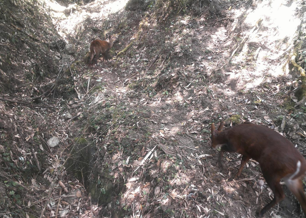 生態(tài)云南｜臨滄瀾滄江省級自然保護(hù)區(qū)鳳慶片區(qū)野生動(dòng)物頻出