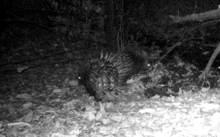 生態(tài)云南｜臨滄瀾滄江省級自然保護(hù)區(qū)鳳慶片區(qū)野生動(dòng)物頻出