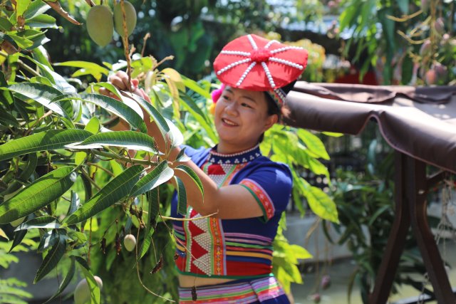 采摘原材料芒果5.26 張?zhí)m攝.JPG