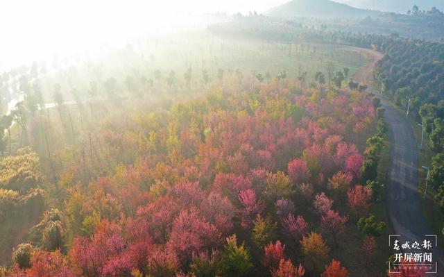 云南厚植生態(tài)底色，40年來累計(jì)義務(wù)植樹43.26億株